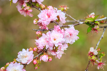 Close Up of Prunus Japonica Blossom with Delicate Petals