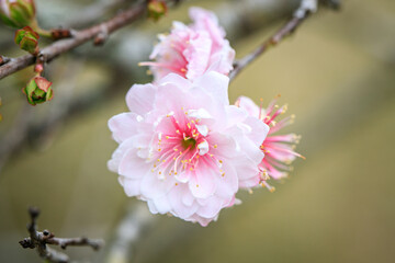 Close Up of Prunus Japonica Blossom with Delicate Petals