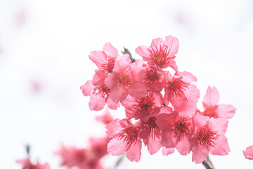 Vibrant Pink Cherry Blossoms in Full Bloom