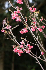 Beautiful Pink Cherry Blossoms Blooming in Springtime