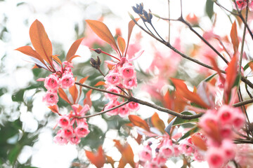 Chinese New Year Flower: Prunus Campanulata in Bloom