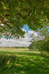 Grass, field and environment with trees in countryside for travel, agriculture and botany. Growth,...