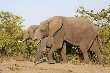 Fototapeta premium Afrikanischer Elefant / African elephant / Loxodonta africana