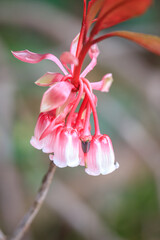 Enkianthus Blossoms, The Chinese New Year Flower in Spring in Hong Kong