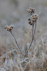 meadow plants in winter