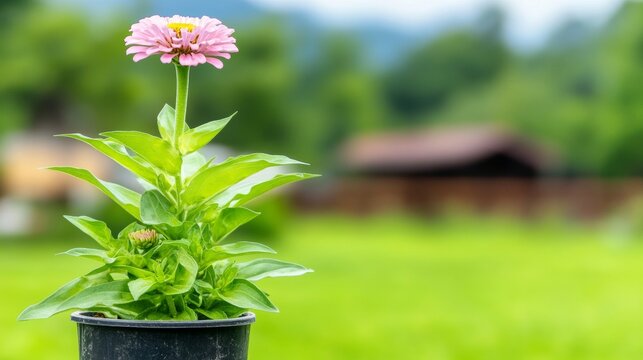 A high-resolution shot of a Purple Giant Zinnia