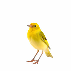 Fototapeta premium a yellow Mangrove canary isolated on the white background