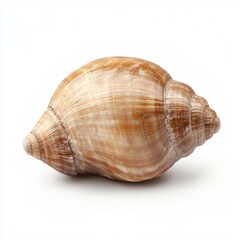 Obraz premium A close-up of a seashell