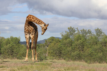 Giraffe / Giraffe / Giraffa camelopardalis