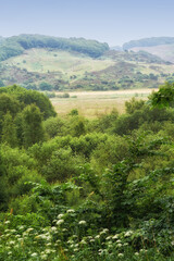 Obraz premium Nature, field and landscape with tree in countryside for environment, adventure and wilderness explore. Sustainability, grass and habitat with outdoor for plants, ecology and sky view background