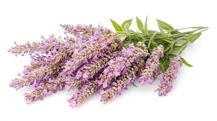 A bunch of lavender flowers, isolated on white