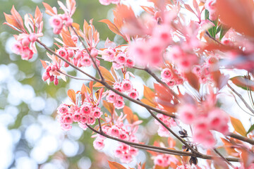 The Chinese New Year Flower, Delicate Pink Enkianthus Blossoms with Warm-Tinted Leaves