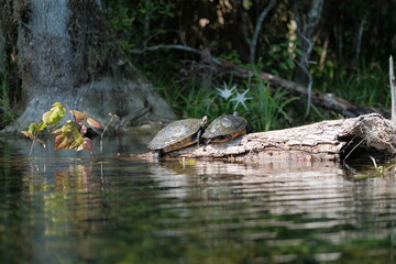 Yellow-bellied Slider