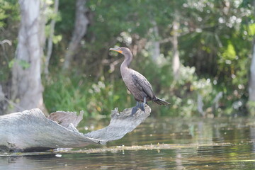 Anhinga in Florida springs