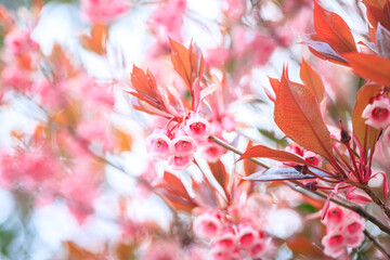 The Chinese New Year Flower, Delicate Pink Enkianthus Blossoms with Warm-Tinted Leaves