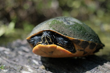 Yellow-bellied Slider
