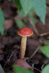 Boletus sensibilis in Vogel Park, Georgia