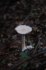 Amanita bisporigera in Vogel Park, Georgia