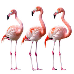 Obraz premium Three Elegant Pink Flamingos Isolated on Transparent Background – High-Quality PNG Image