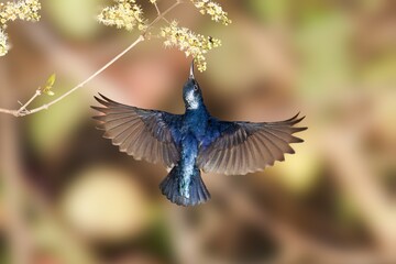 hummingbird in flight Purple sunbird in flight closeup shot