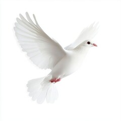 Obraz premium Graceful dove in nature