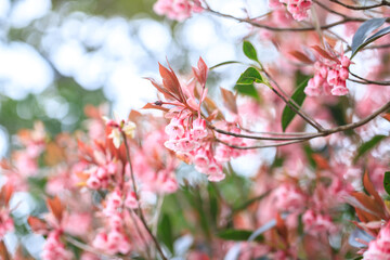 The Chinese New Year Flower, Delicate Pink Enkianthus Blossoms with Warm-Tinted Leaves