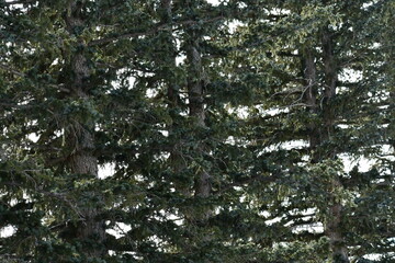 Pine tree, closeup, foliage.