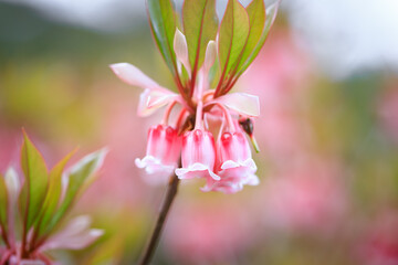 Enkianthus Blossoms, The Chinese New Year Flower in Spring in Hong Kong