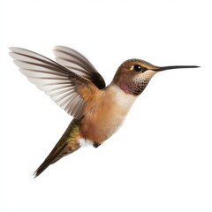 Hummingbird feeding on nectar