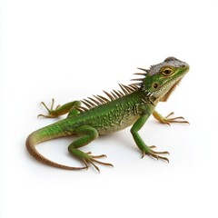 Fototapeta premium Lizard basking in the sun