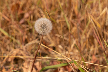 dandelion in the field