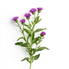 Native wildflower in natural setting