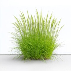 Ornamental grass in garden