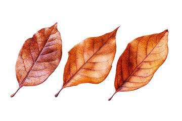 Three Dry Brown Leaves Isolated on Black Background for Nature Themes