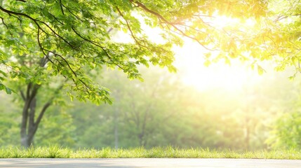 Fototapeta premium Soft sunlight through trees