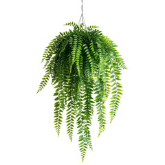 Hanging Fern with Cascading Green Fronds Isolated on Transparent Background