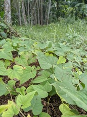 wild plant leaves in the forest 
