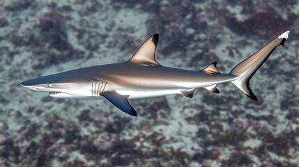 Fototapeta premium Reef Shark Swimming Coral Ocean Wildlife