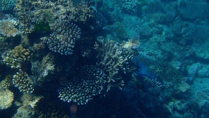 Colorful coral formations create a lively underwater landscape, showcasing diverse marine flora and fauna in a pristine nature setting. Ideal for diving enthusiasts and nature lovers
