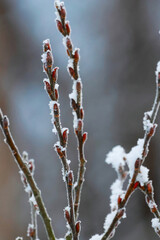 branch of a willow