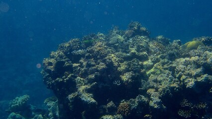 Beneath the clear blue water, a coral reef flourishes with colorful corals and intricate marine life. Sunlight filters through, creating an enchanting underwater environment