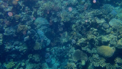 Colorful coral formations flourish beneath clear blue water, showcasing diverse marine ecosystems. Sunlight filters through, illuminating the rich underwater landscape