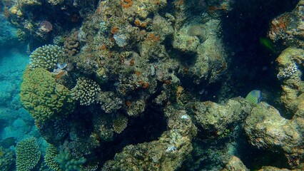 Vibrant coral formations create a lush underwater habitat, showcasing diverse marine species in the sunlight filtered through clear blue waters, inviting exploration and discovery