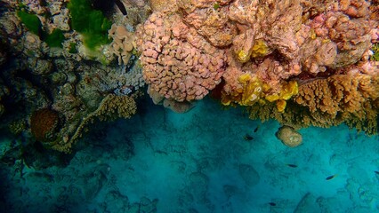 Colorful coral formations dominate the underwater landscape, while small fish swim among the vibrant sea life in a serene setting, showcasing nature's beauty