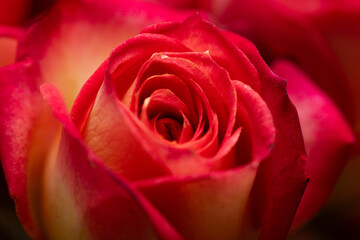 Closeup of Coral Pink bright one rose