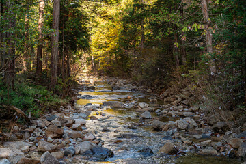 赤沢自然休養林