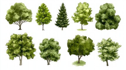 Watercolor Tree Collection  Diverse Foliage  Green Leaves  Nature Illustration  Landscape