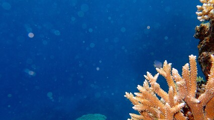 Vibrant coral formations are seen at the ocean floor, showcasing diverse marine life against a backdrop of stunning blue water, illuminated by sunlight
