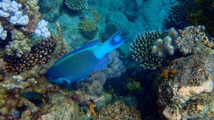 A vibrant fish explores a stunning coral reef, surrounded by a variety of marine life. Sunlight illuminates the colorful underwater world, showcasing its beauty