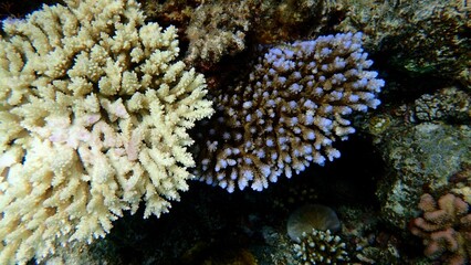 Diverse coral species are visible in a lively underwater setting. The scene showcases both light and dark corals, emphasizing the unique textures and colors found in marine environments